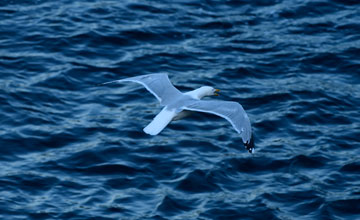 Amerikanische Silbermöwe [Larus smithsonianus]