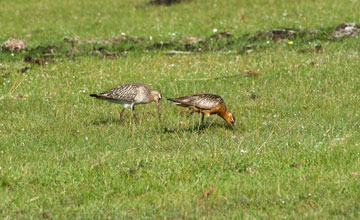 Pfuhlschnepfe [Limosa lapponica lapponica]