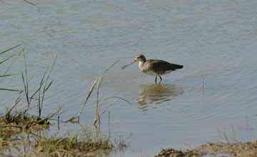 Pfuhlschnepfe [Limosa lapponica taymyrensis]