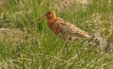 Icelandic black-tailed godwit [Limosa limosa islandica]