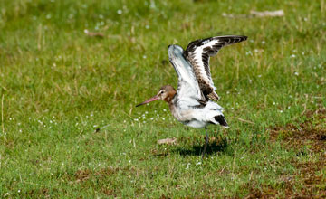 Uferschnepfe [Limosa limosa limosa]