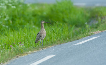 Grosser Brachvogel [Numenius arquata arquata]