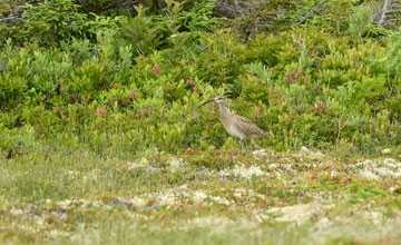 Hudsonbrachvogel [Numenius hudsonicus]