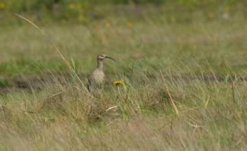 Regenbrachvogel [Numenius phaeopus islandicus]