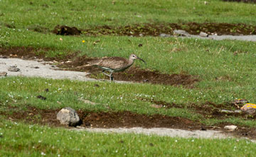 Whimbrel [Numenius phaeopus phaeopus]