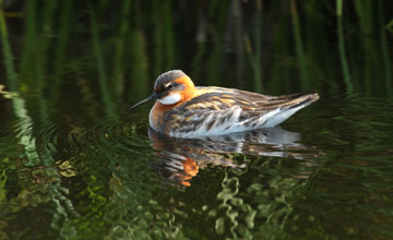 Red-necked phalarope [Phalaropus lobatus]