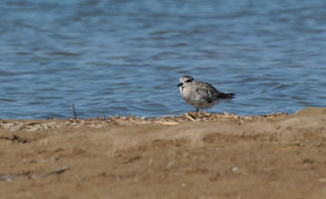 Grey plover [Pluvialis squatarola]