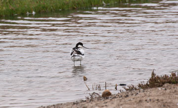 Pied avocet [Recurvirostra avosetta]