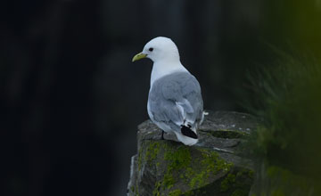 Black-legged kittiwake [Rissa tridactyla tridactyla]