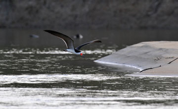 Black skimmer [Rynchops niger cinerescens]