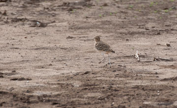 Double-banded courser [Smutsornis africanus gracilis]