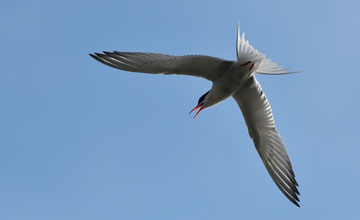 Flussseeschwalbe [Sterna hirundo hirundo]