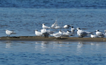 Sandwich tern [Thalasseus sandvicensis]