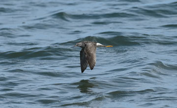 Lesser yellowlegs [Tringa flavipes]