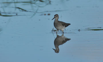 Wood sandpiper [Tringa glareola]