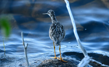 Greater yellowlegs [Tringa melanoleuca]