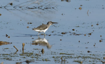 Green sandpiper [Tringa ochropus]