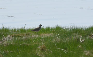 Willet [Tringa semipalmata semipalmata]