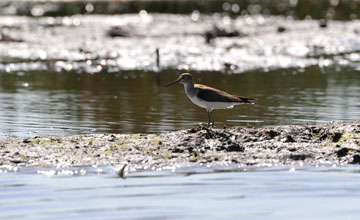 Solitary sandpiper [Tringa solitaria]