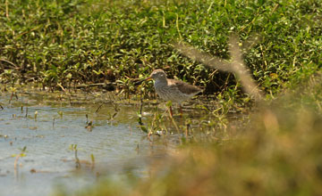 Common redshank [Tringa totanus eurhina]