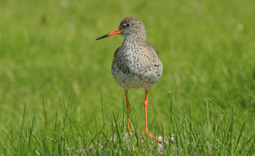 Common redshank [Tringa totanus robusta]