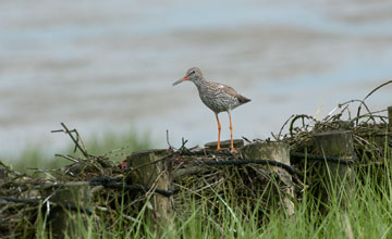 Common redshank [Tringa totanus totanus]