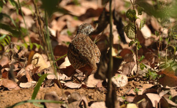 Barred buttonquail [Turnix suscitator leggei]