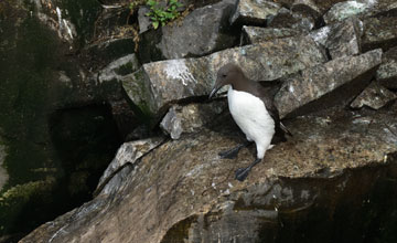 Common murre [Uria aalge aalge]