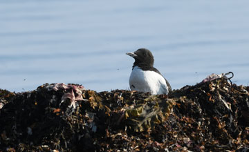 Thick-billed murre [Uria lomvia lomvia]