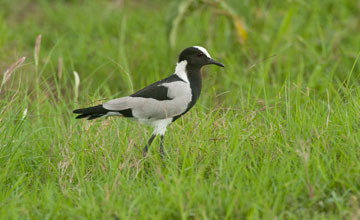 Blacksmith lapwing [Vanellus armatus]