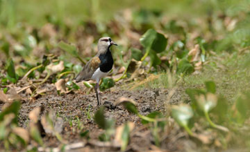 Southern lapwing [Vanellus chilensis]