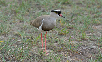 Crowned lapwing [Vanellus coronatus coronatus]