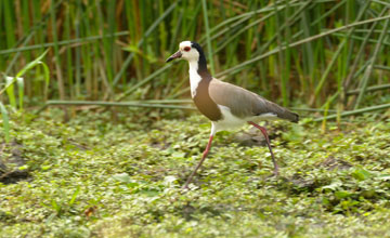 Long-toed lapwing [Vanellus crassirostris]