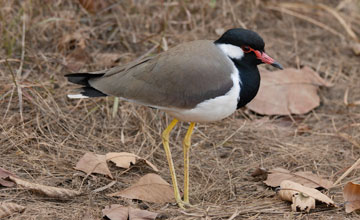 Red-wattled lapwing [Vanellus indicus indicus]