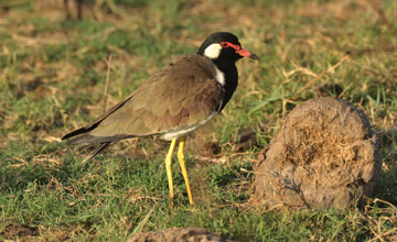 Red-wattled lapwing [Vanellus indicus lankae]