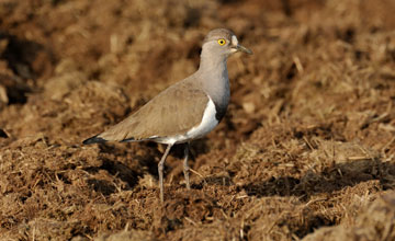 Senegal lapwing [Vanellus lugubris]