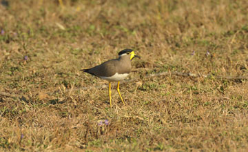 Yellow-wattled lapwing [Vanellus malabaricus]