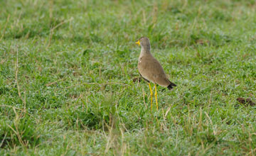 African wattled lapwing [Vanellus senegallus lateralis]