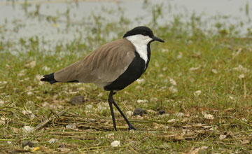 Spur-winged lapwing [Vanellus spinosus]