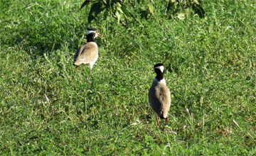 Black-headed lapwing [Vanellus tectus]