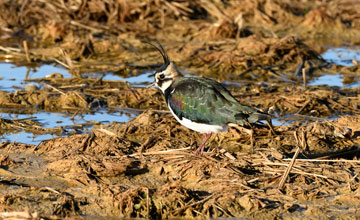 Northern lapwing [Vanellus vanellus]