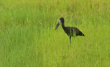 African openbill [Anastomus lamelligerus lamelligerus]