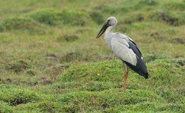 Asian openbill [Anastomus oscitans]