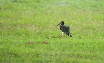 Abdim's stork [Ciconia abdimii]