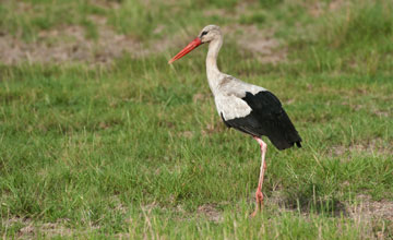 Weissstorch [Ciconia ciconia ciconia]