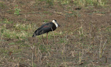 Woolly-necked stork [Ciconia episcopus episcopus]