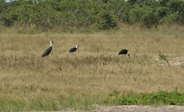 Woolly-necked stork [Ciconia episcopus microscelis]