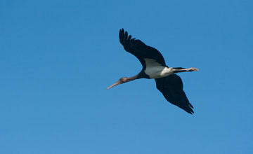 Schwarzstorch [Ciconia nigra]