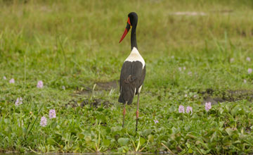 Sattelstorch [Ephippiorhynchus senegalensis]