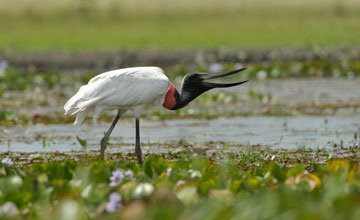 Jabiru [Jabiru mycteria]